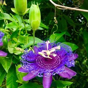 Meet your Posher, Pamela